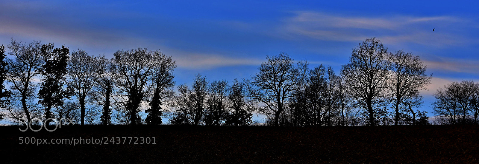 Nikon D3400 sample photo. Silhouetted trees against an photography