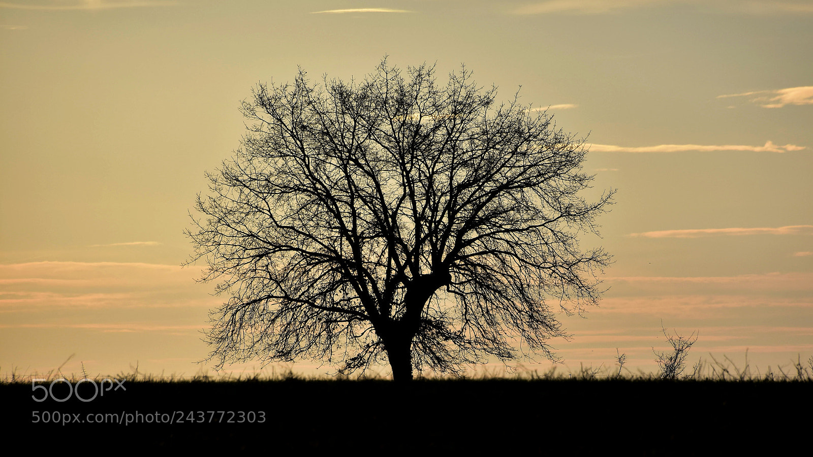 Nikon D3400 sample photo. Silhouetted solitary oak tree photography