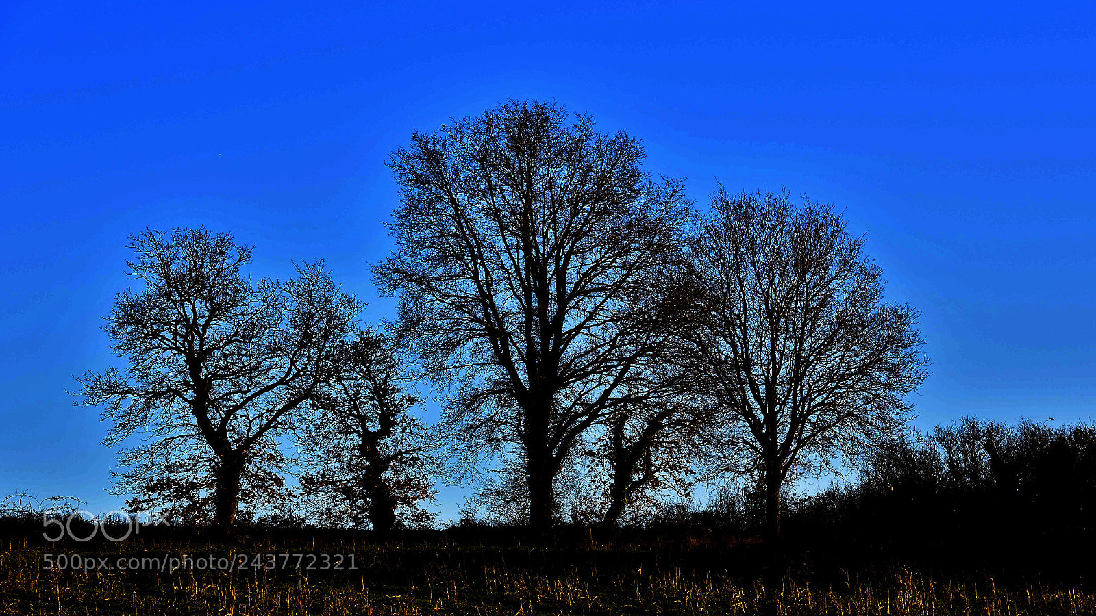 Nikon D3400 sample photo. Bare trees silhouetted against photography