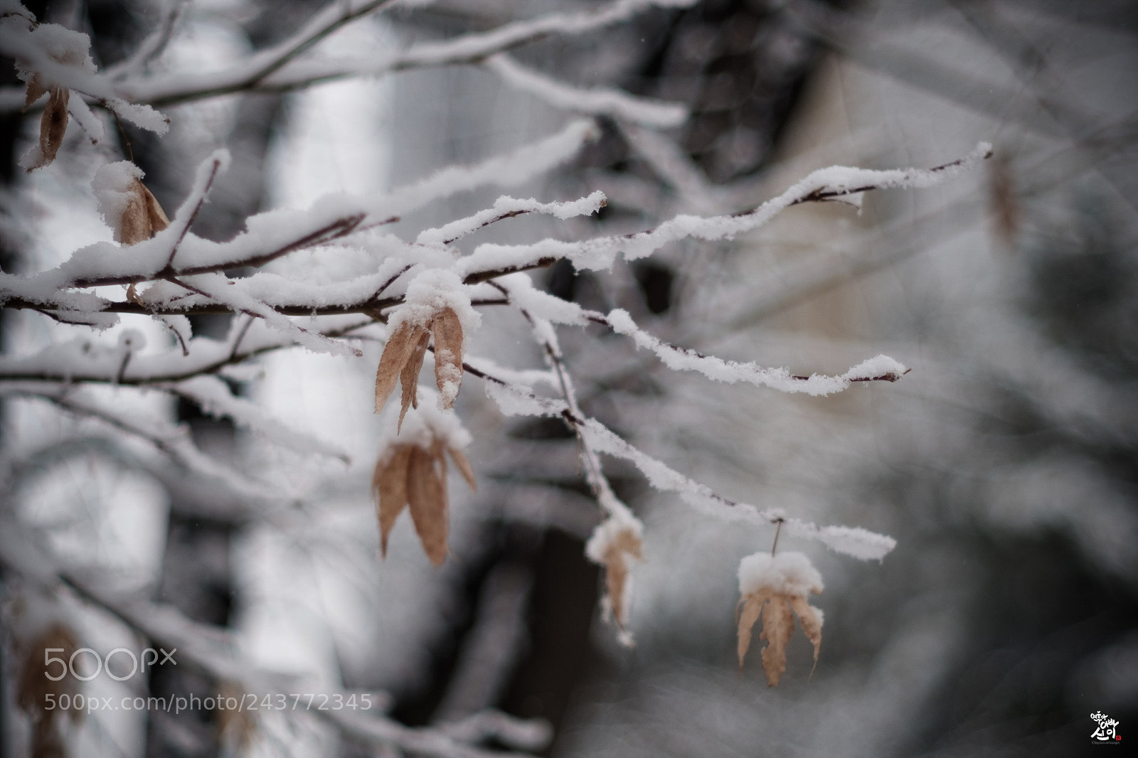 Fujifilm X-T2 sample photo. One winter day.... photography