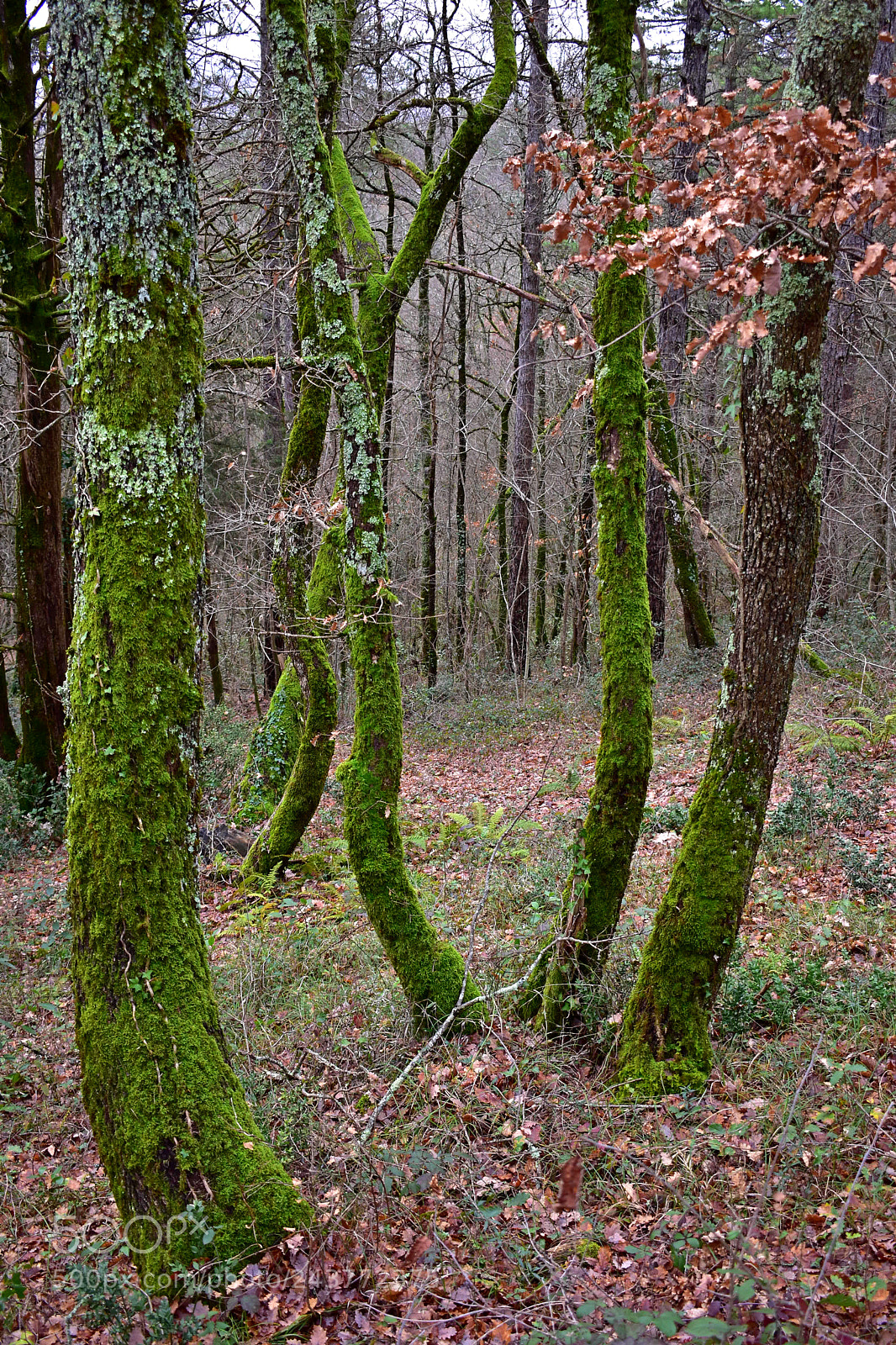 Nikon D3400 sample photo. Moss covered tree trunks photography