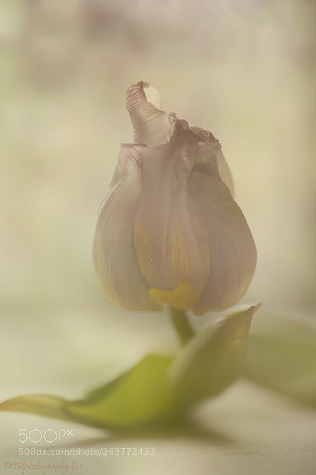 Canon EOS 650D (EOS Rebel T4i / EOS Kiss X6i) sample photo. Pink tulip photography