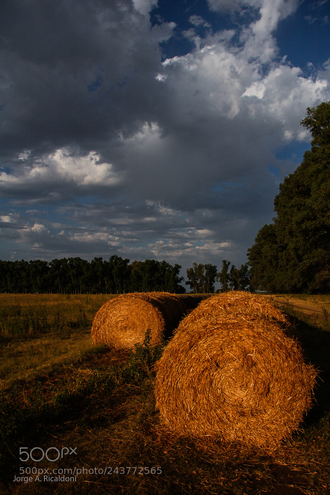 Canon EOS 60D sample photo. After crop despu s photography