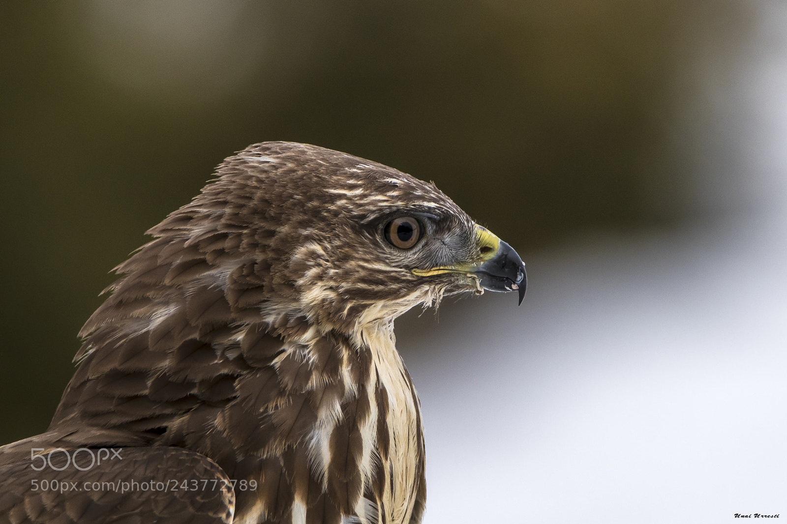 Canon EOS 77D (EOS 9000D / EOS 770D) sample photo. Busardo ratonero. photography