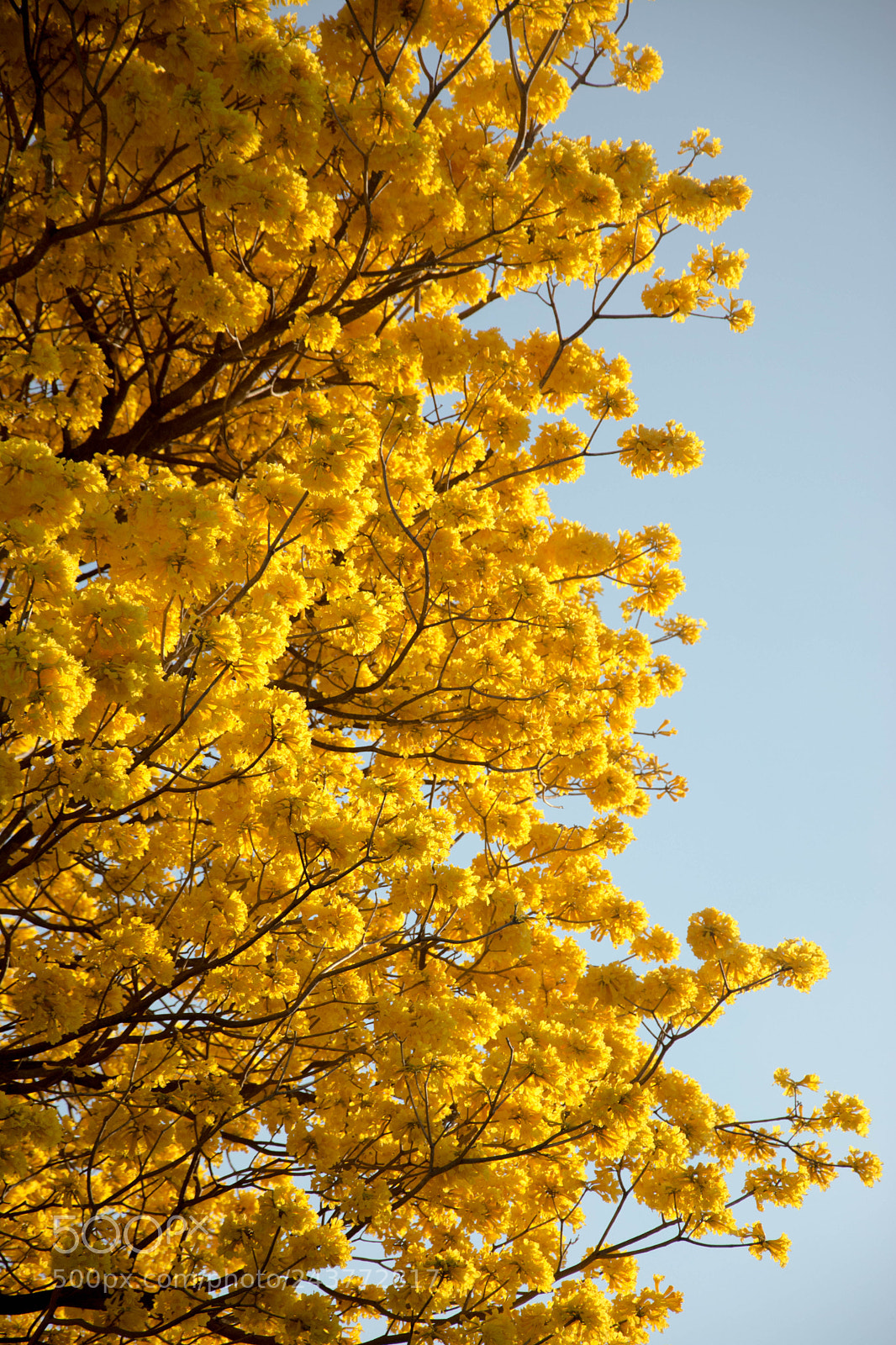 Nikon D7100 sample photo. Yellow photography