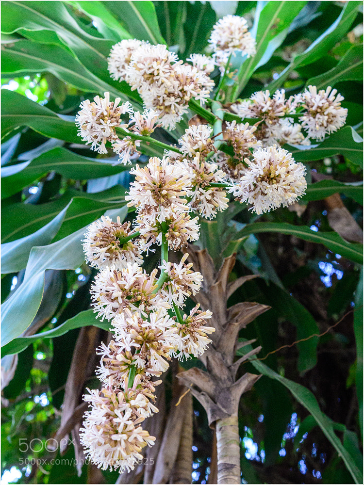 Nikon D610 sample photo. Flower 2 photography