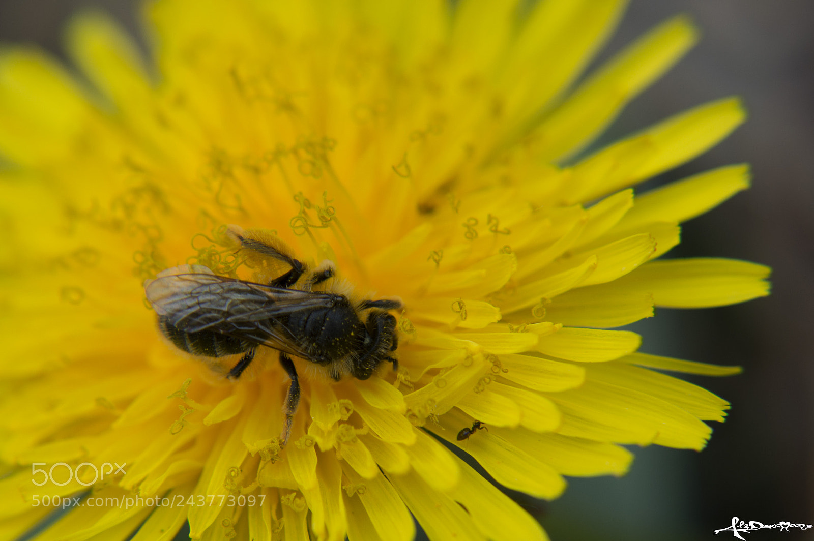 Nikon D3200 sample photo. Dip in yellow photography