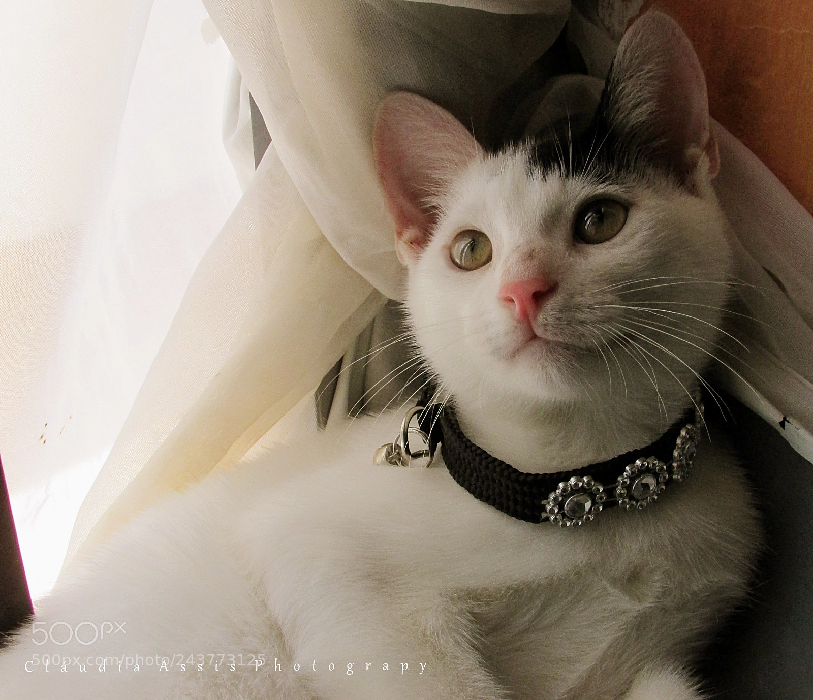 Canon PowerShot SX400 IS sample photo. My love, cat teca photography