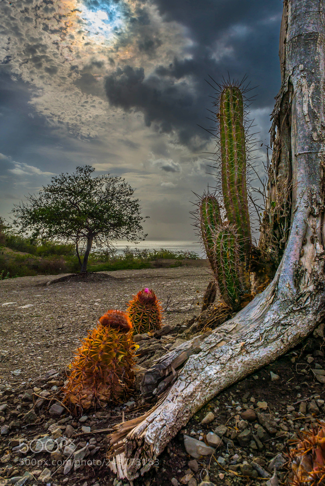 Nikon D800 sample photo. Cactus photography