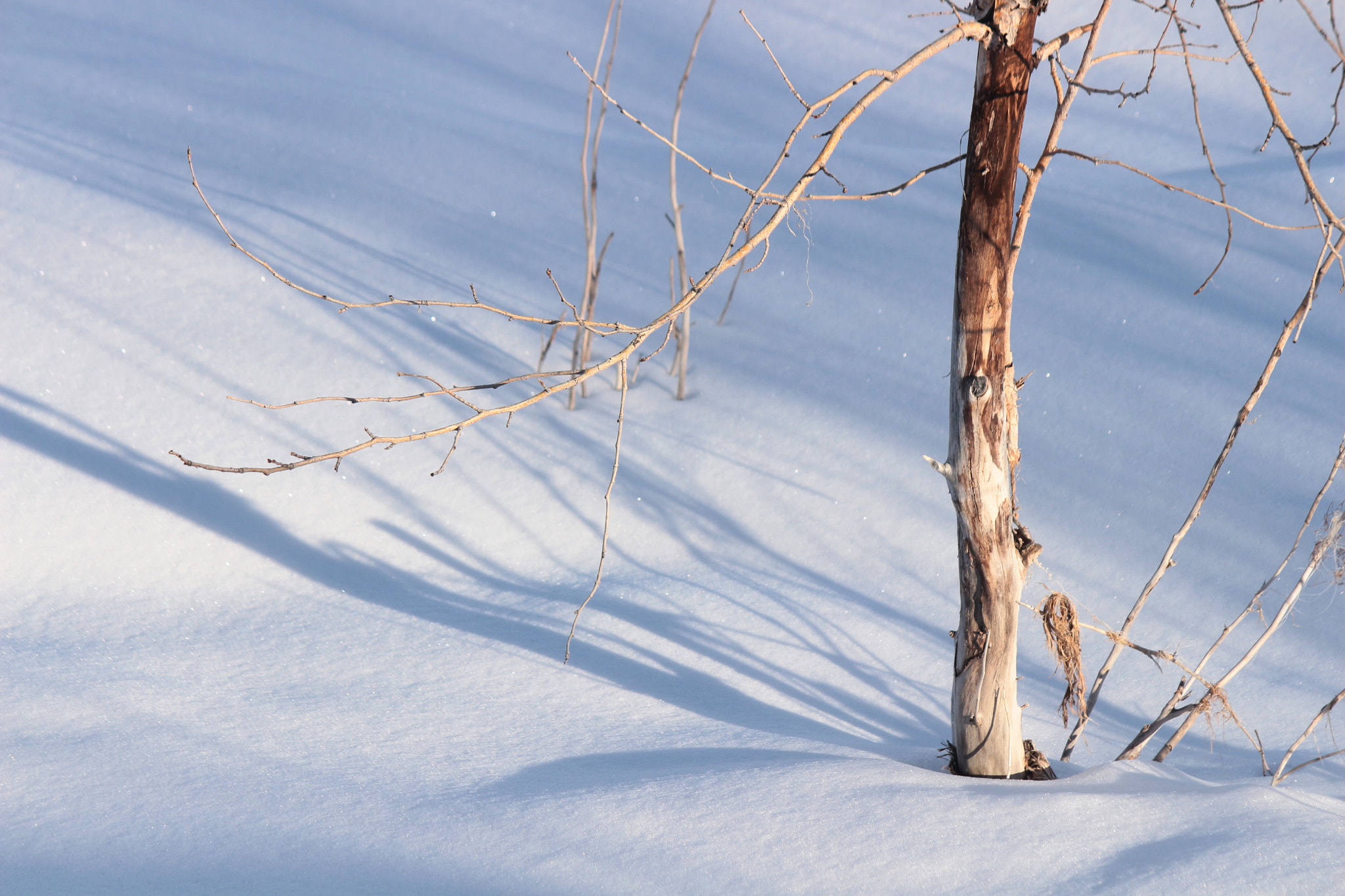 Canon EF-S 55-250mm F4-5.6 IS II sample photo. Bare photography