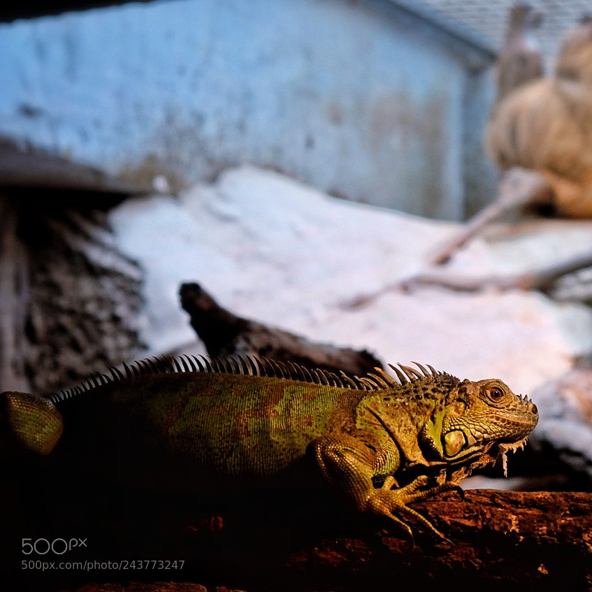 Fujifilm X-Pro2 sample photo. Lizard in zoo photography