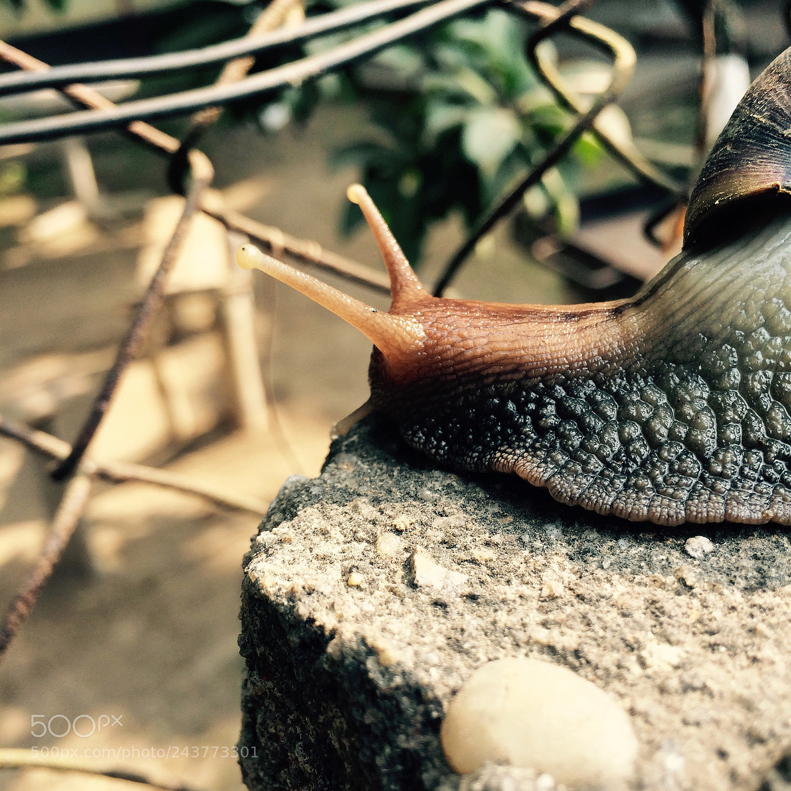 Apple iPhone 5s sample photo. My little slow friend ? photography