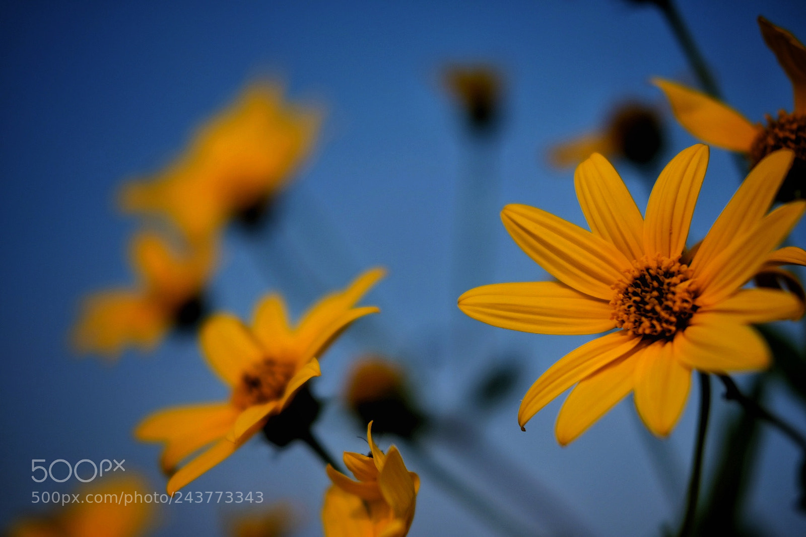 Fujifilm X-Pro2 sample photo. Flowers#2 photography