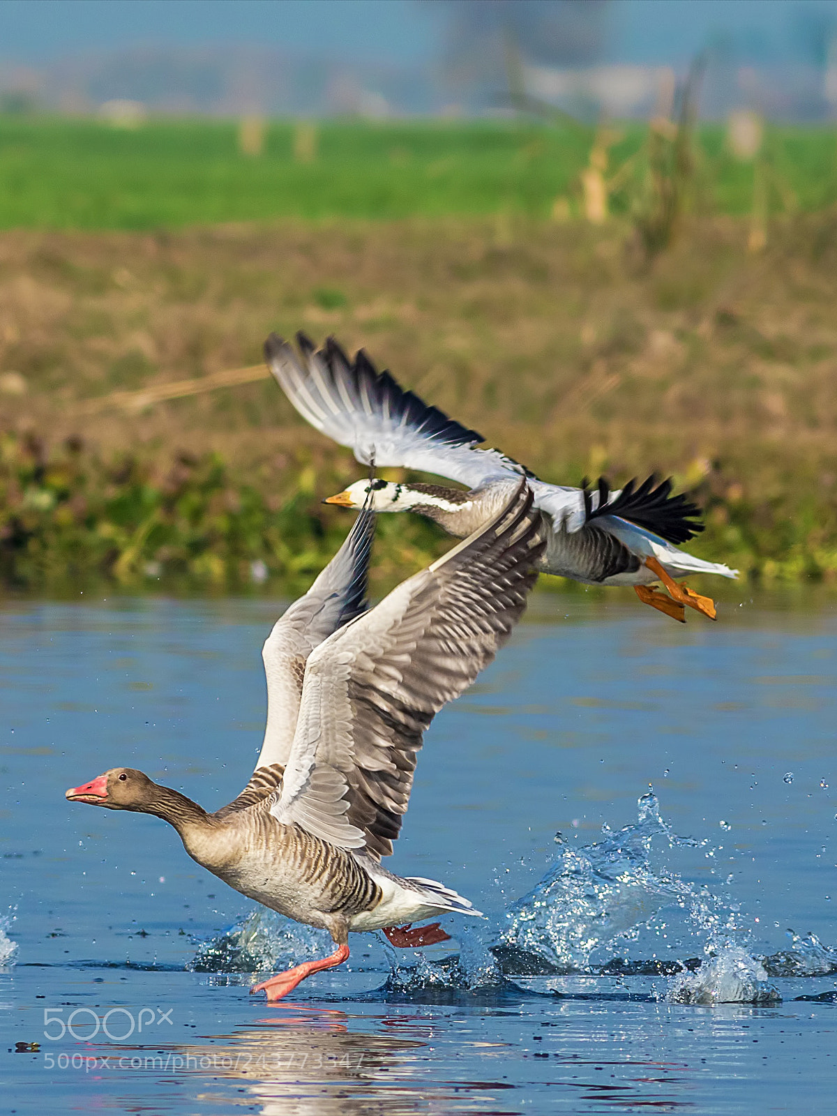 Canon EOS 7D Mark II sample photo. Greylag goose with barheaded photography