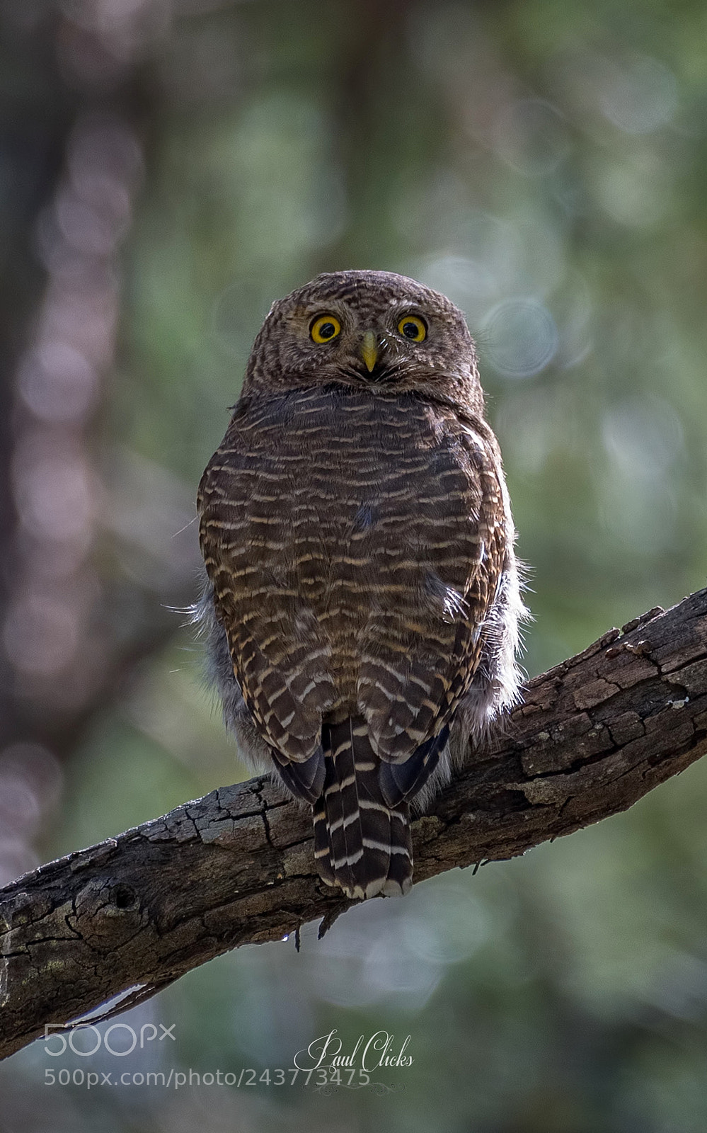 Nikon D500 sample photo. Asian barred owlet 180 turn photography
