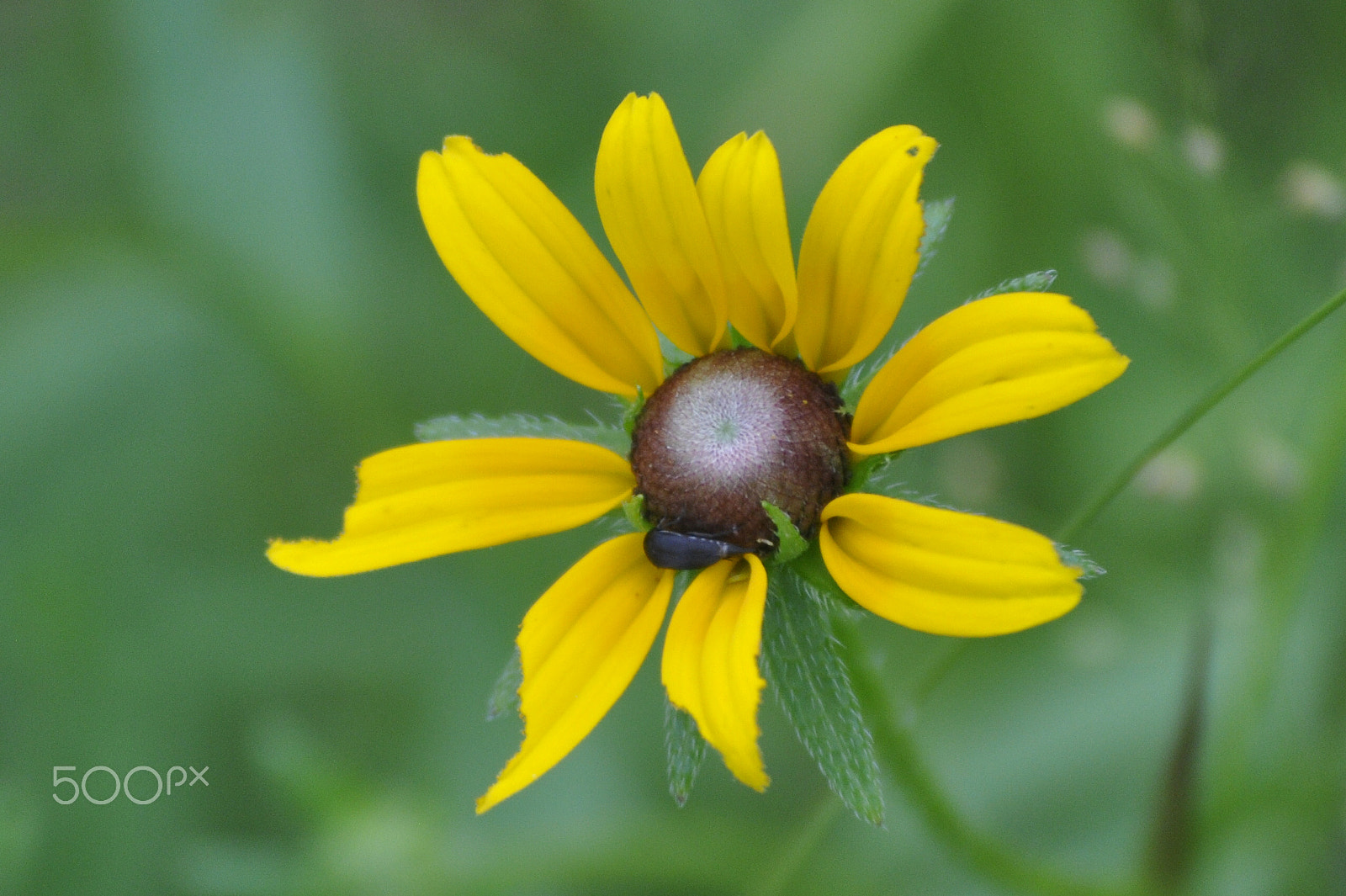 Nikon D90 sample photo. Csc photography