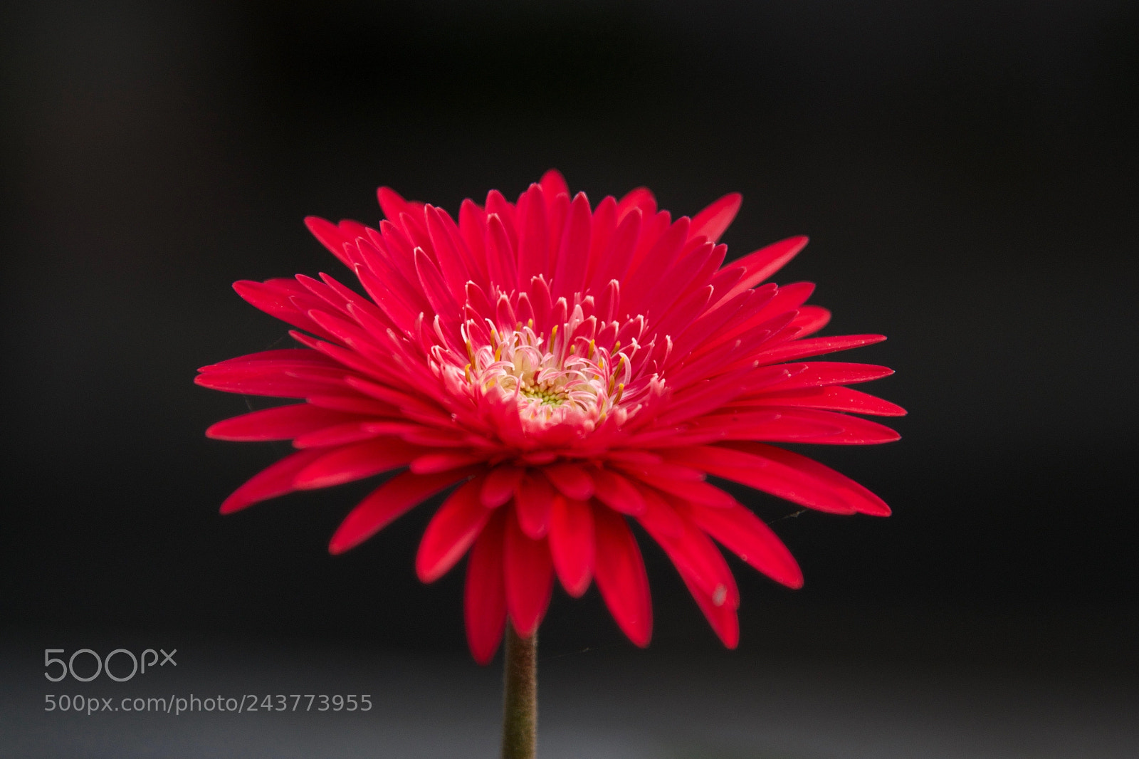Nikon D3100 sample photo. Flower photography
