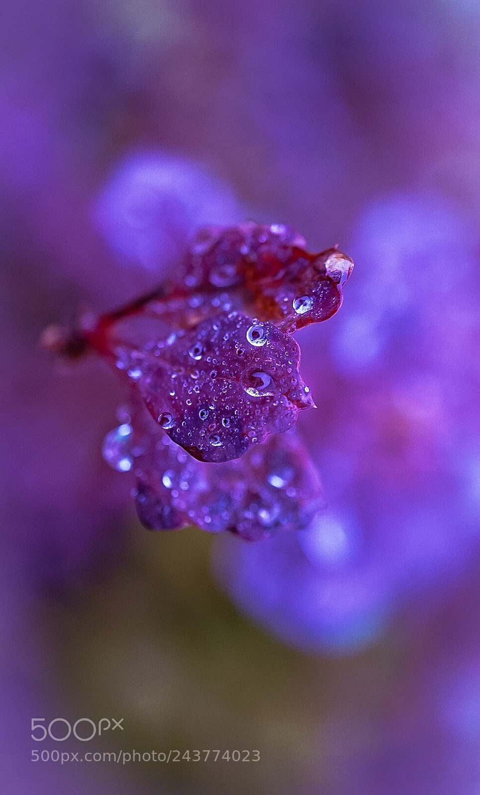 Sony a7 II sample photo. "you ruin me" photography
