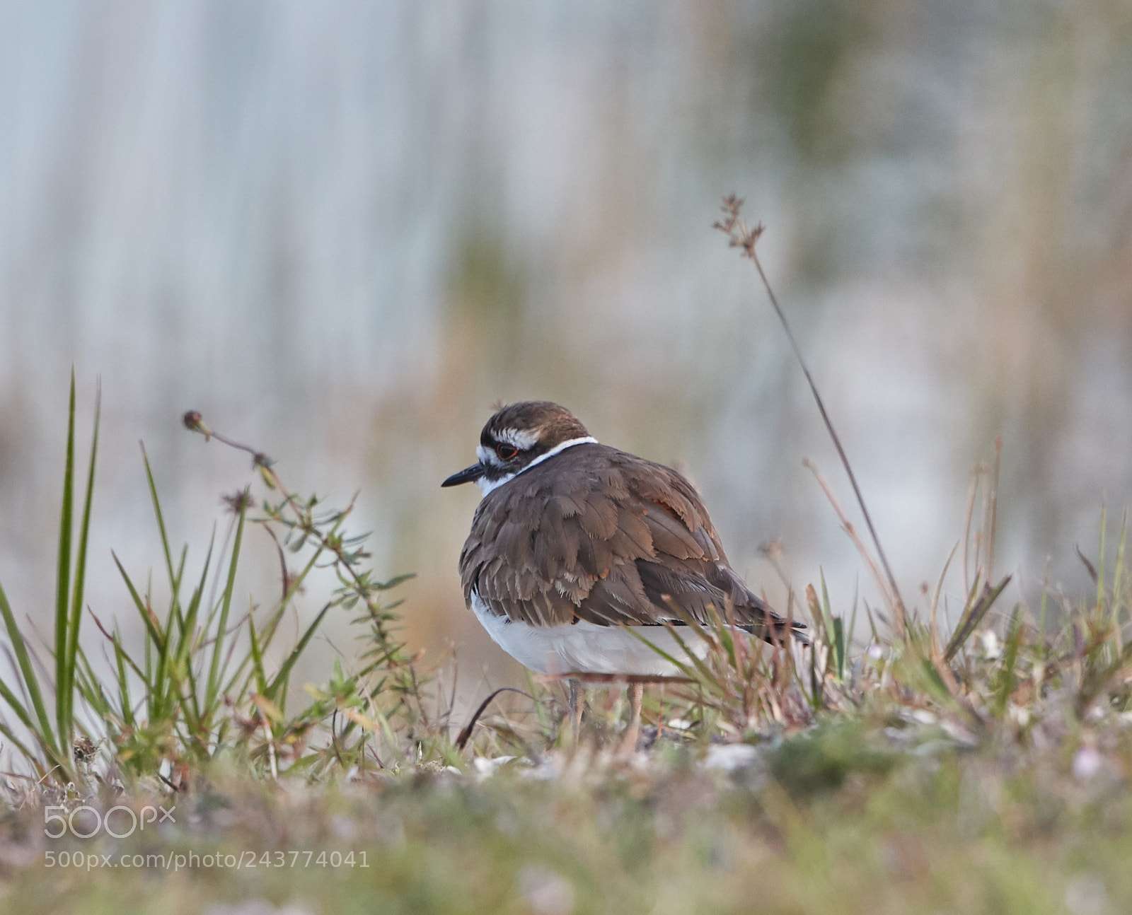 Canon EOS-1D X Mark II sample photo. 01-25-18-0000823.jpg photography