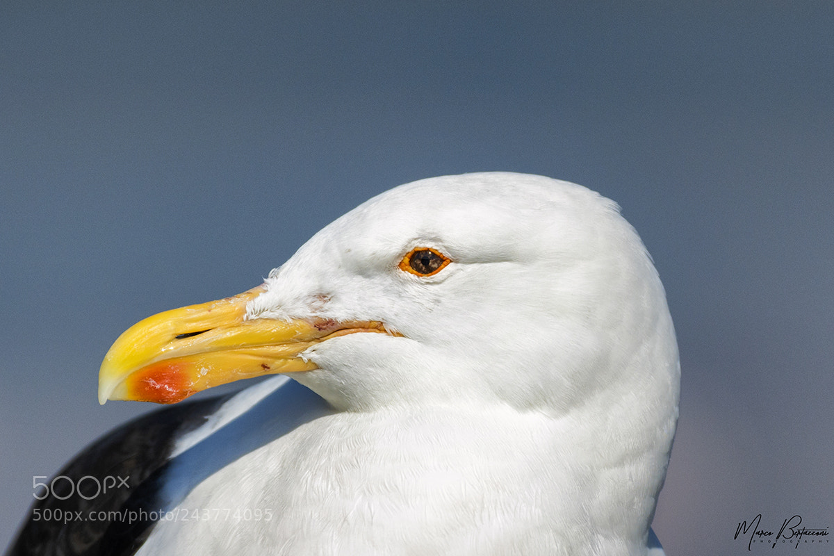 Nikon D7100 sample photo. Kelp gull photography