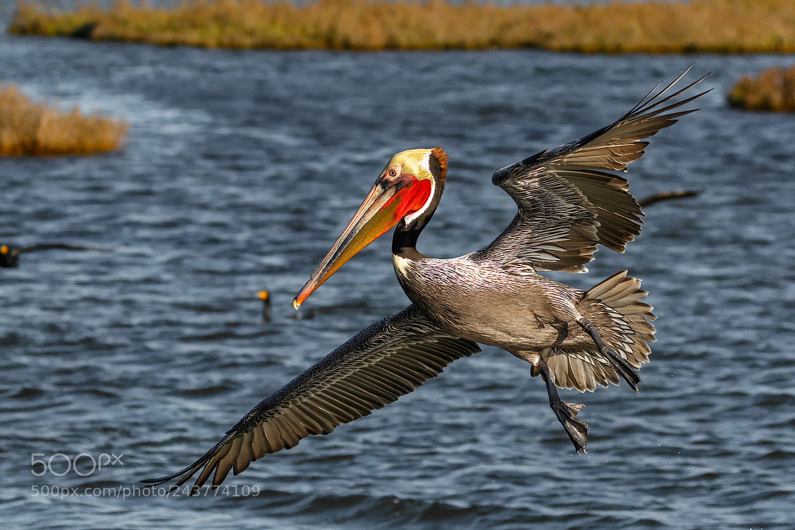 Canon EOS 7D Mark II sample photo. Prelude for a dive photography