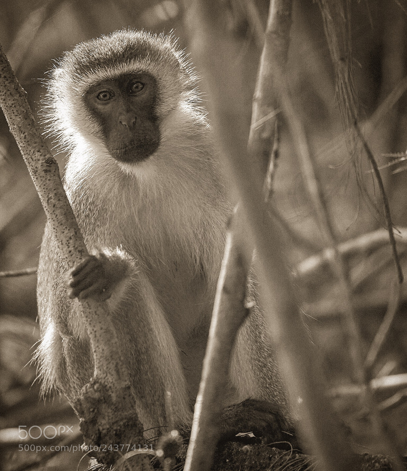 Nikon D810 sample photo. On the lookout photography