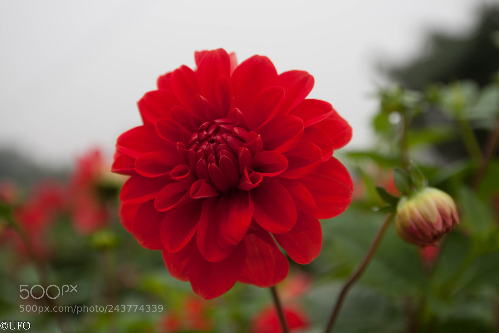 Canon EOS 40D sample photo. For a cloudy day! photography