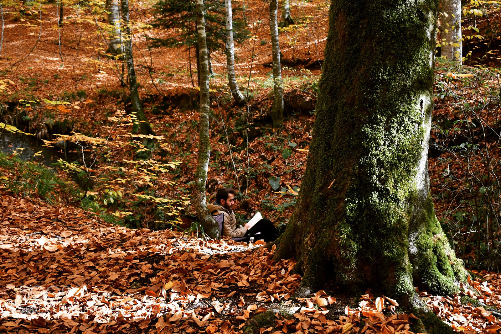 Nikon D7500 sample photo. Reading the nature photography