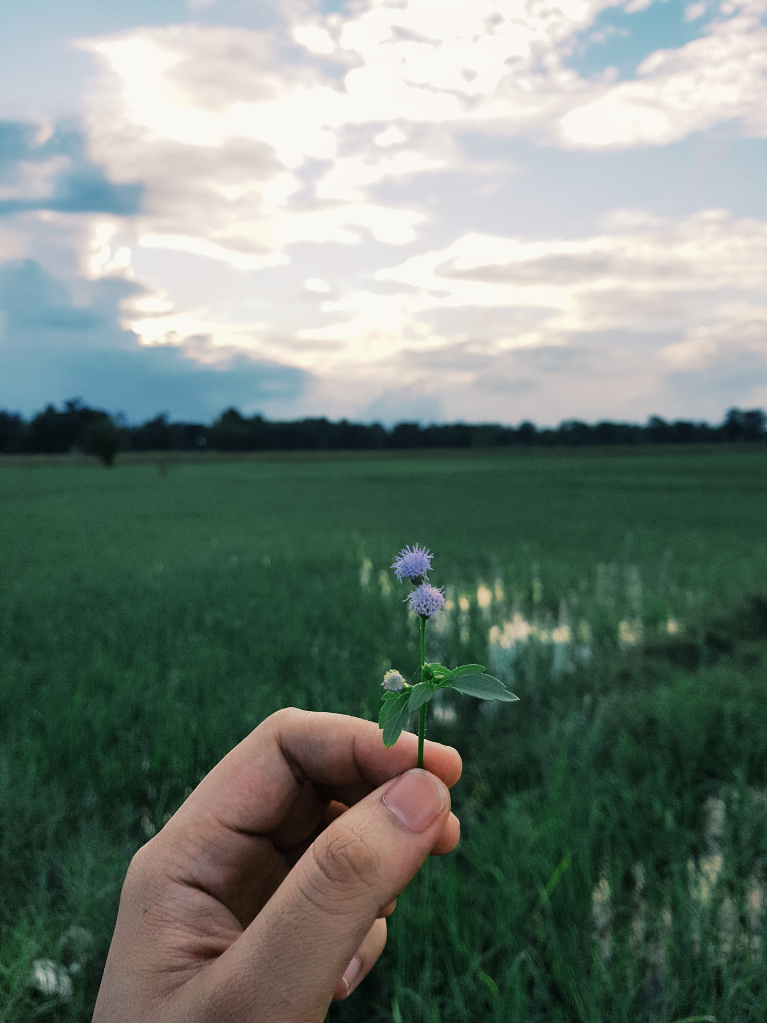 Samsung Galaxy Note Fan Edition sample photo. Homeland photography