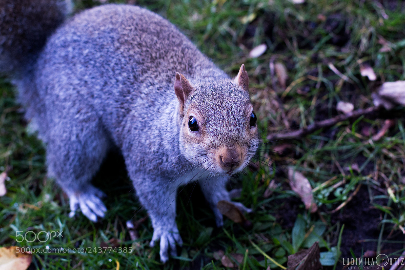 Canon EOS 700D (EOS Rebel T5i / EOS Kiss X7i) sample photo. Squirrel photography