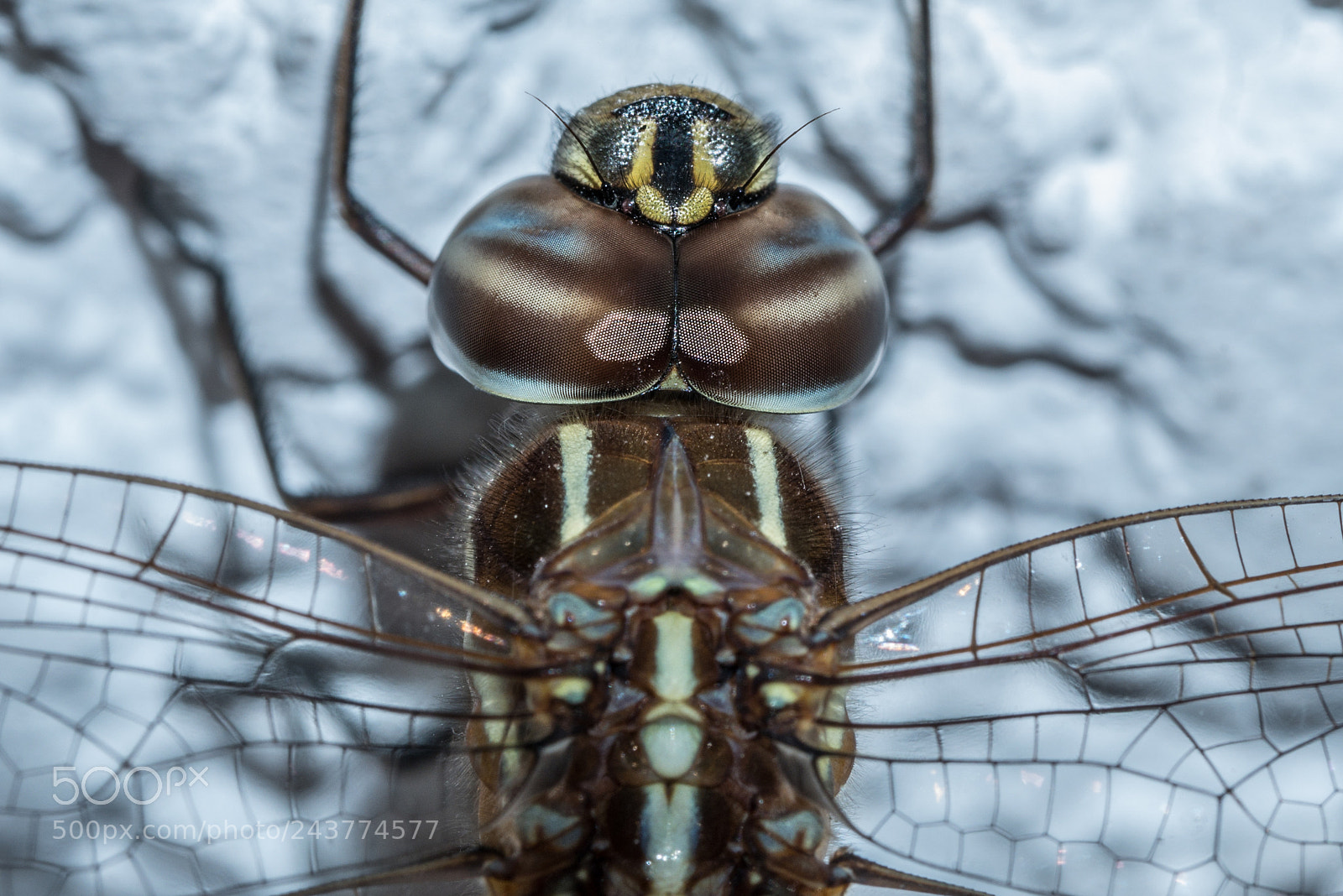 Panasonic Lumix DMC-GX85 (Lumix DMC-GX80 / Lumix DMC-GX7 Mark II) sample photo. Dragonfly photography