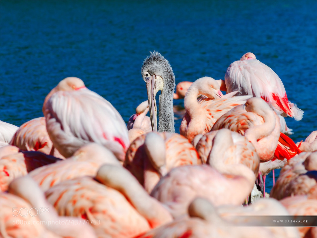 Sony a99 II sample photo. One chief pelican and photography