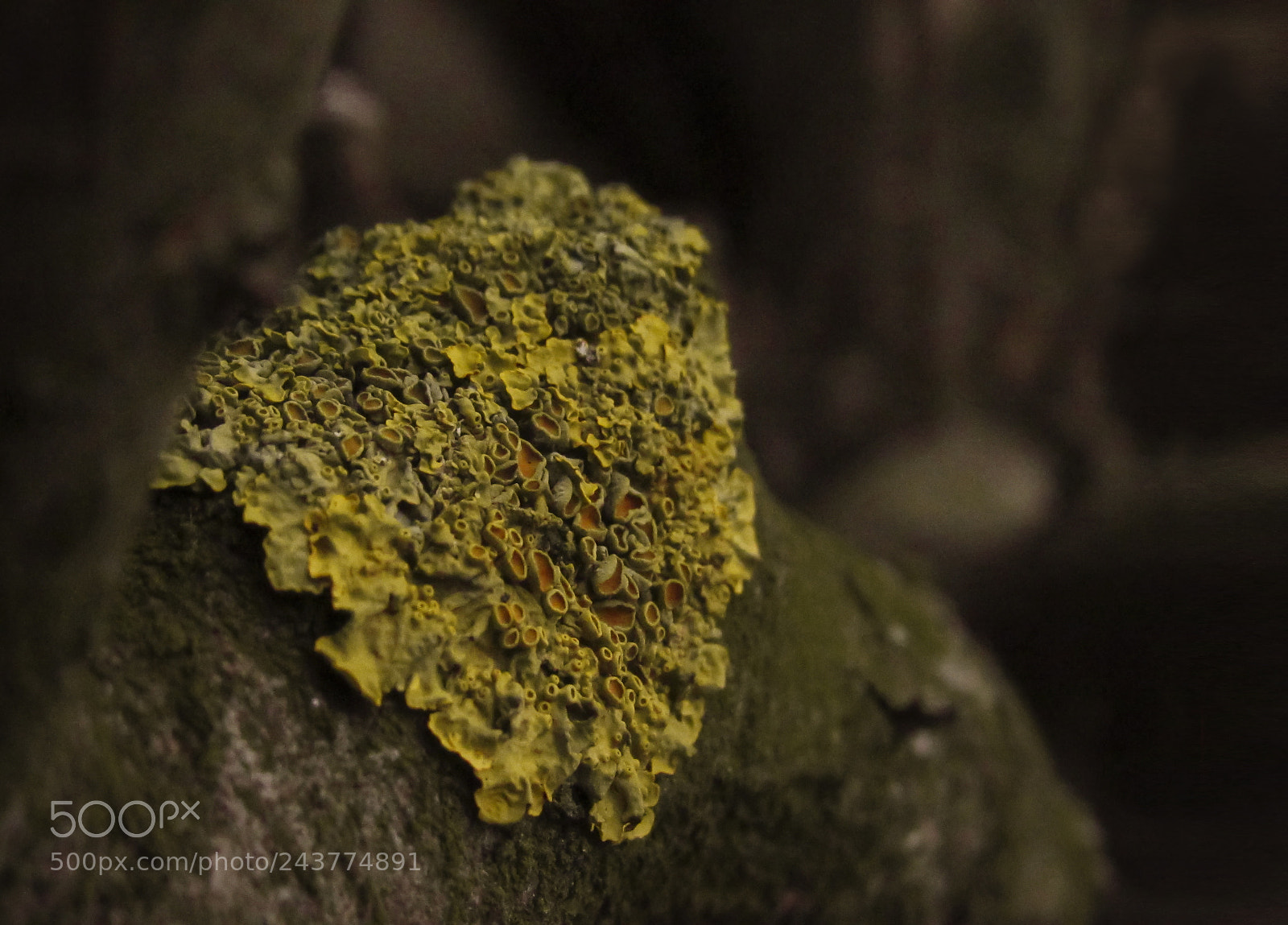 Canon PowerShot SX530 HS sample photo. Forest lichen on the photography