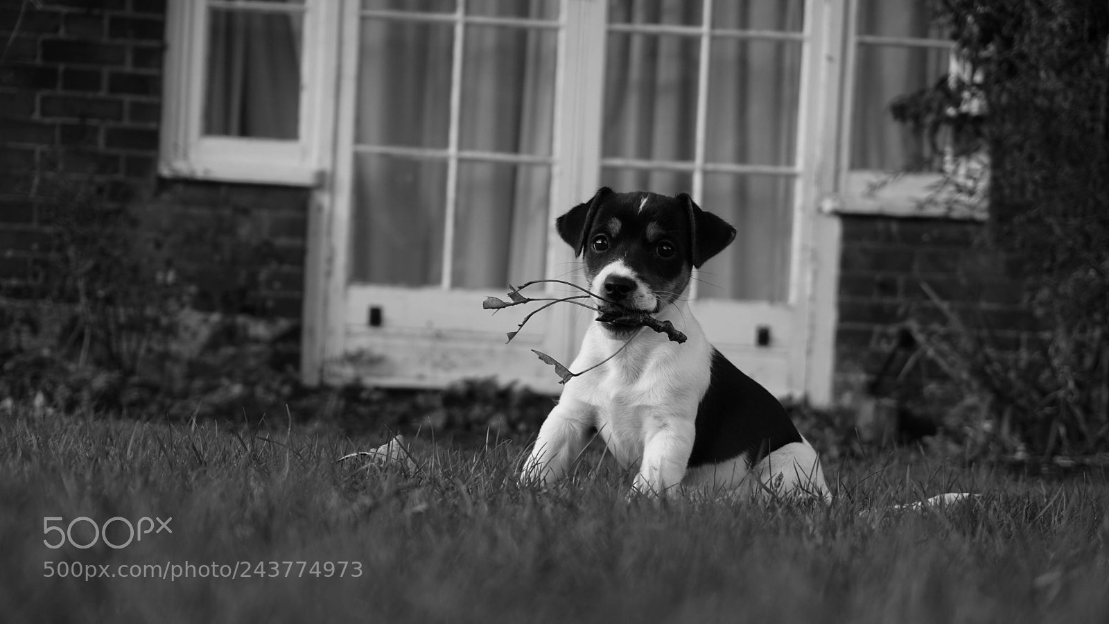 Sony a6300 sample photo. Pup photography