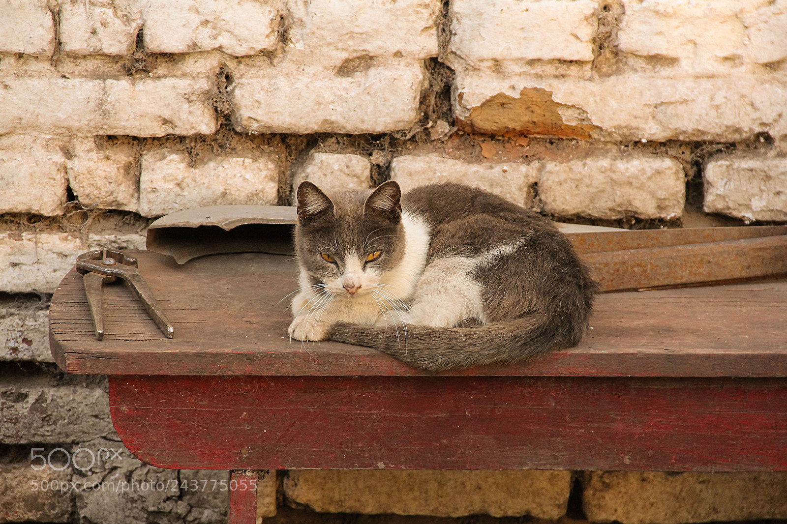 Canon EOS 60D sample photo. My cat / mi gato photography
