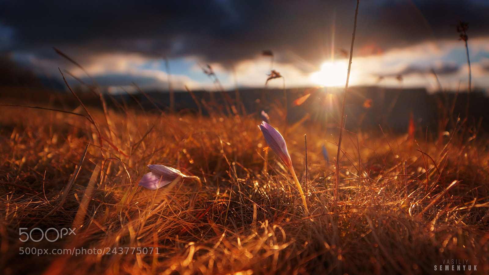 Sony ILCA-77M2 sample photo. Peonies at sunset. photography