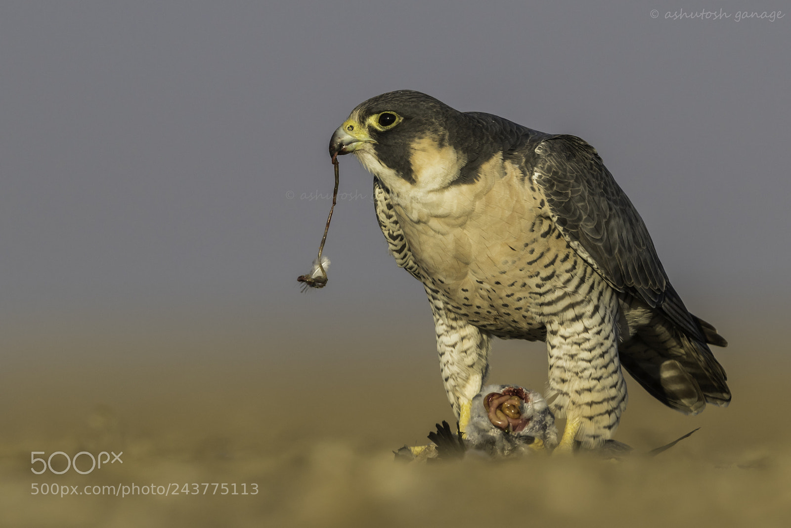 Canon EOS 7D Mark II sample photo. Peregrine falcon photography
