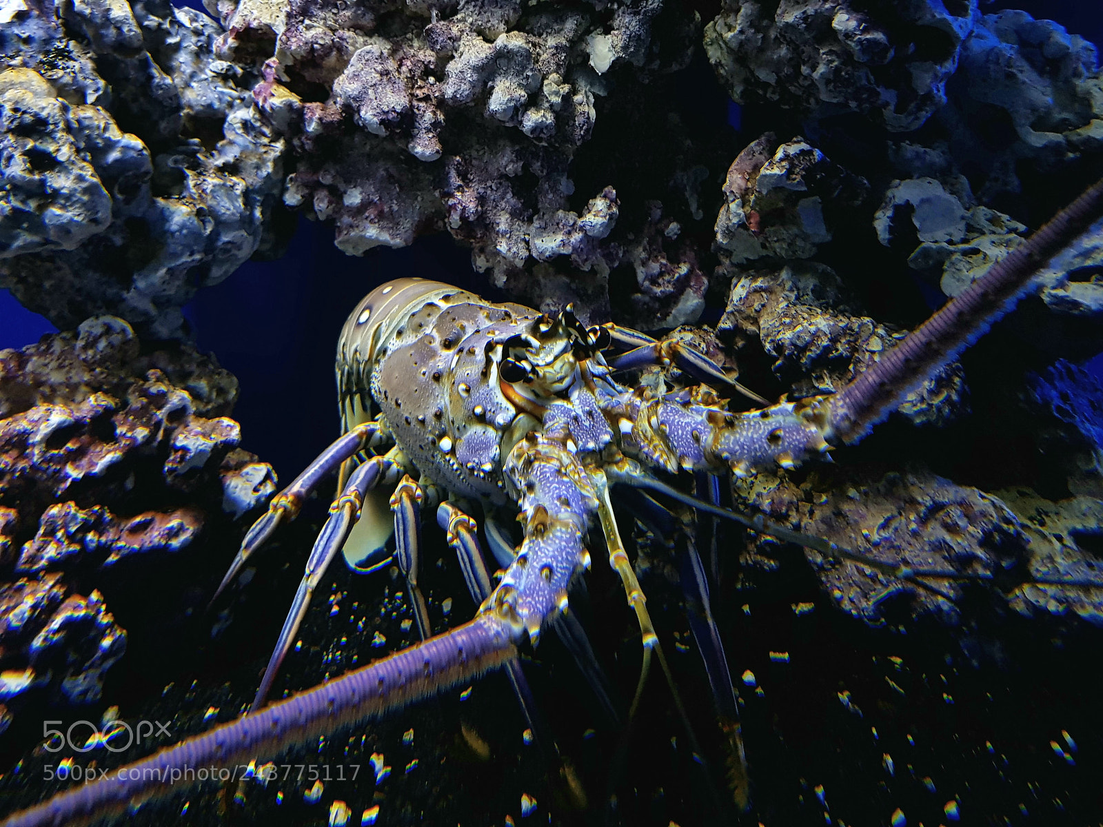 Samsung Galaxy S8+ sample photo. Langosta con espinas photography