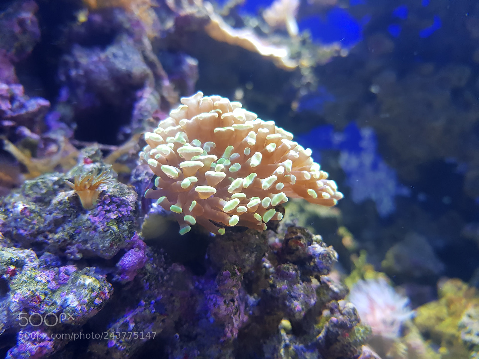 Samsung Galaxy S8+ sample photo. Coral suave con puntas photography