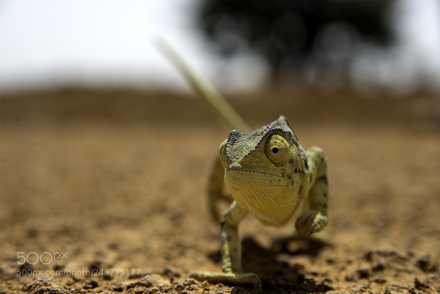 Nikon D610 sample photo. Curious chameleon photography