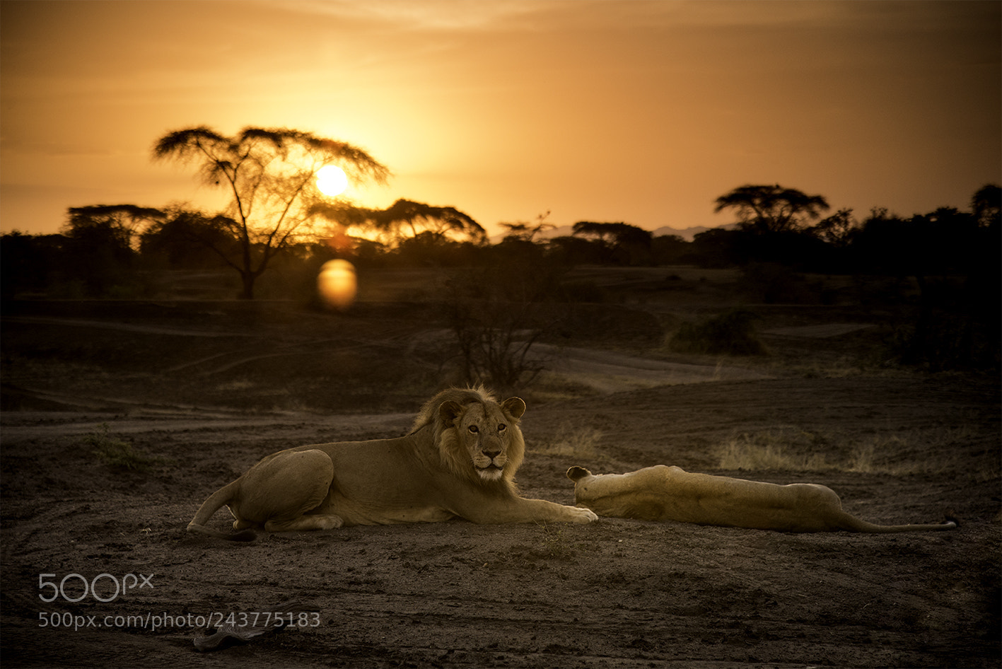 Nikon D610 sample photo. Serengeti lion at sunset photography