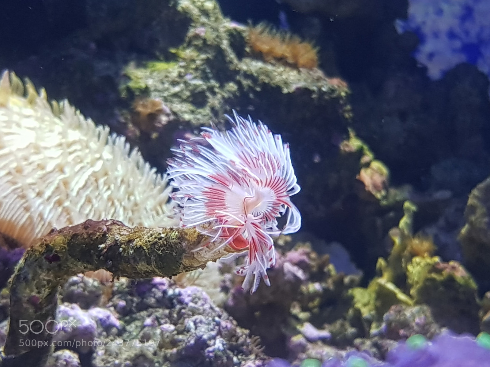 Samsung Galaxy S8+ sample photo. Plumero en acuario de photography