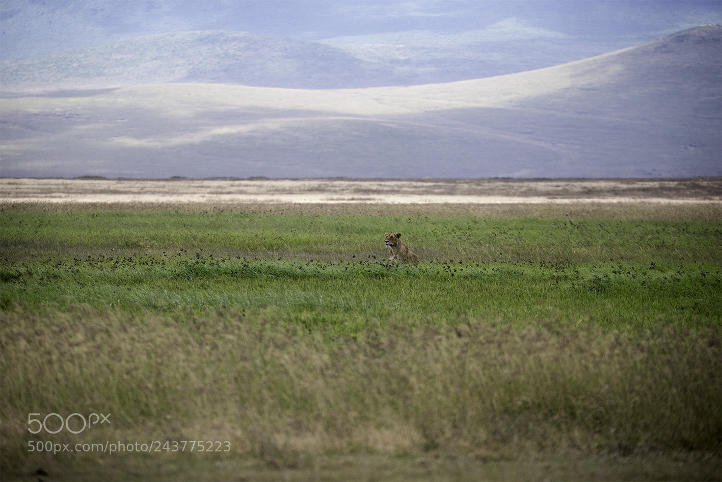 Nikon D610 sample photo. Lion in the grass photography