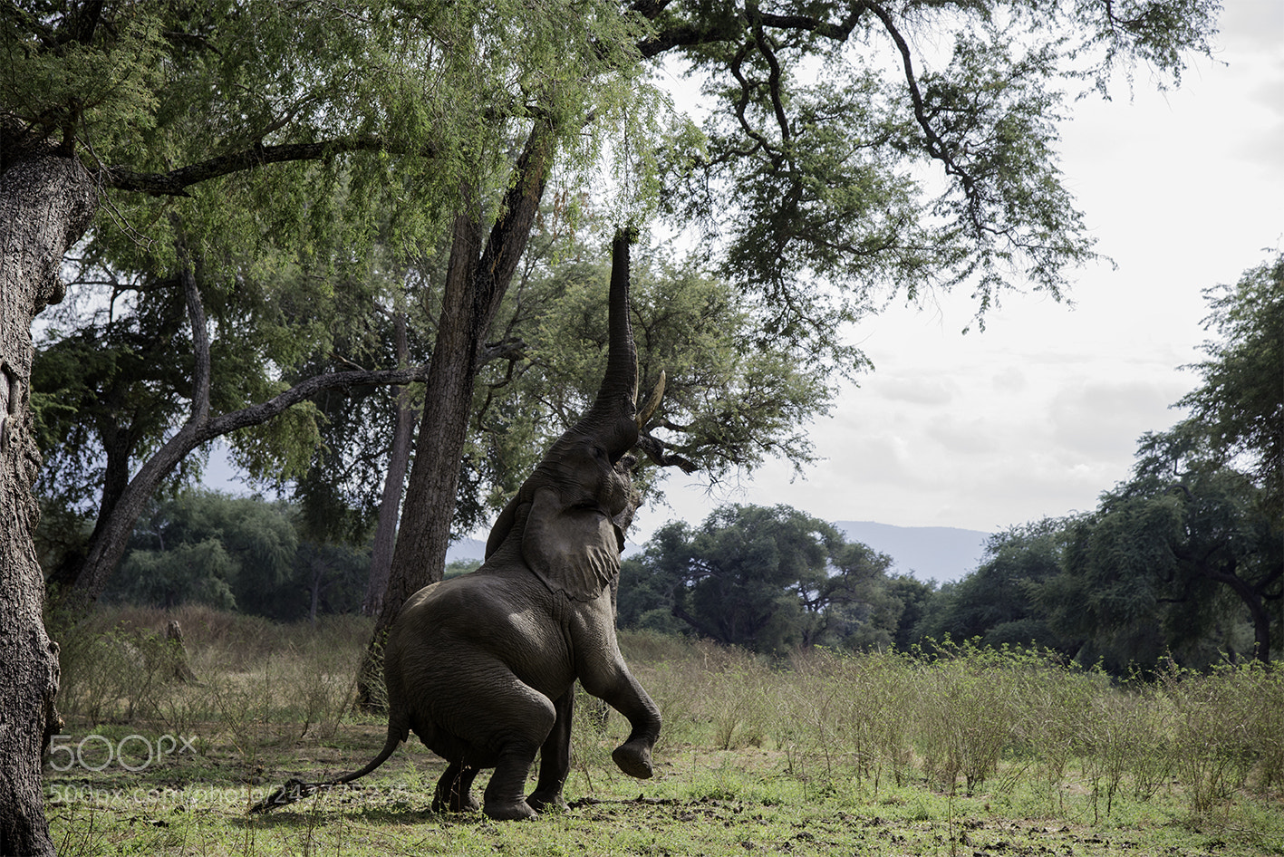 Nikon D610 sample photo. Mana pools ellie photography