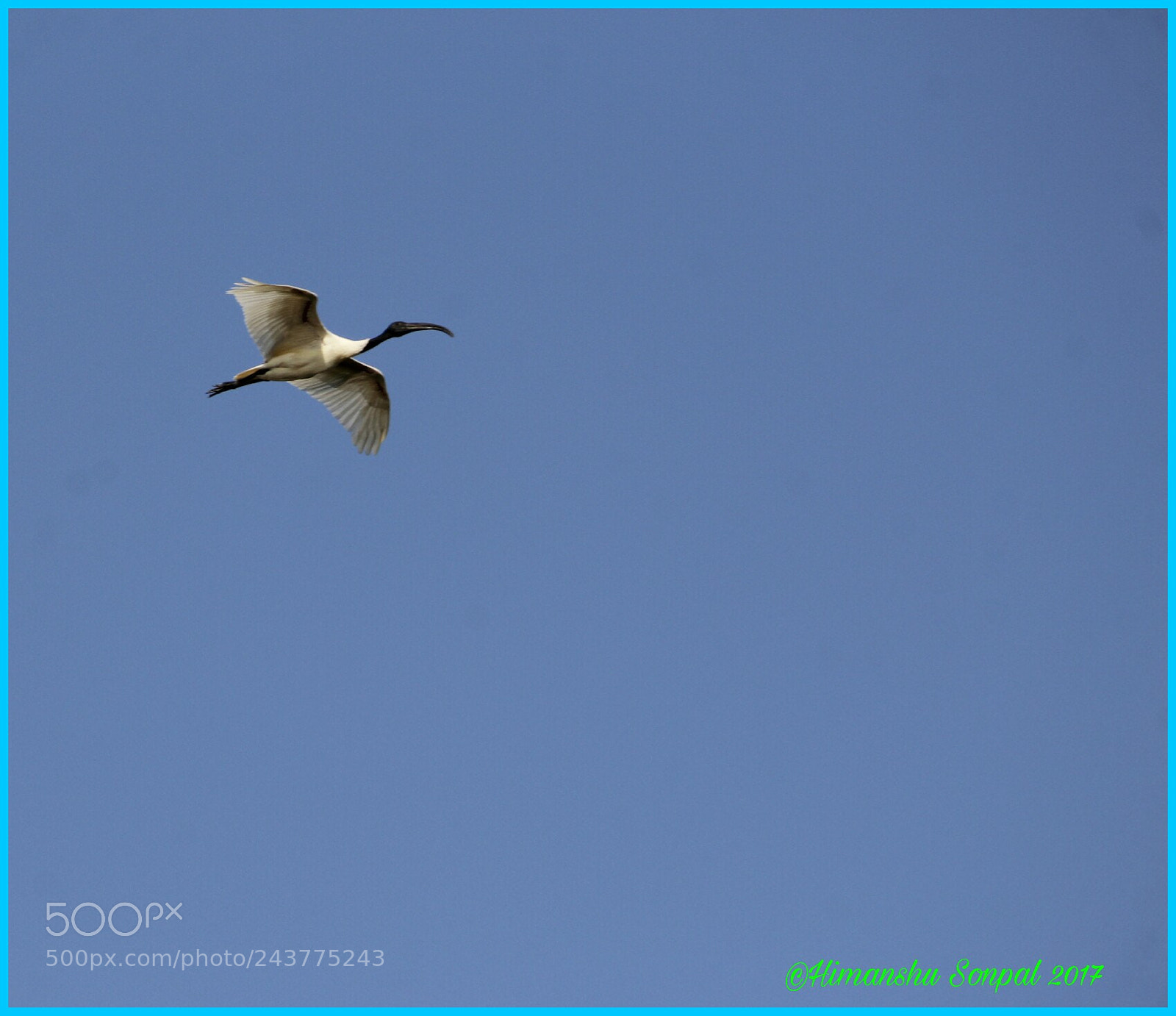 Canon EOS 1200D (EOS Rebel T5 / EOS Kiss X70 / EOS Hi) sample photo. Black ibis photography