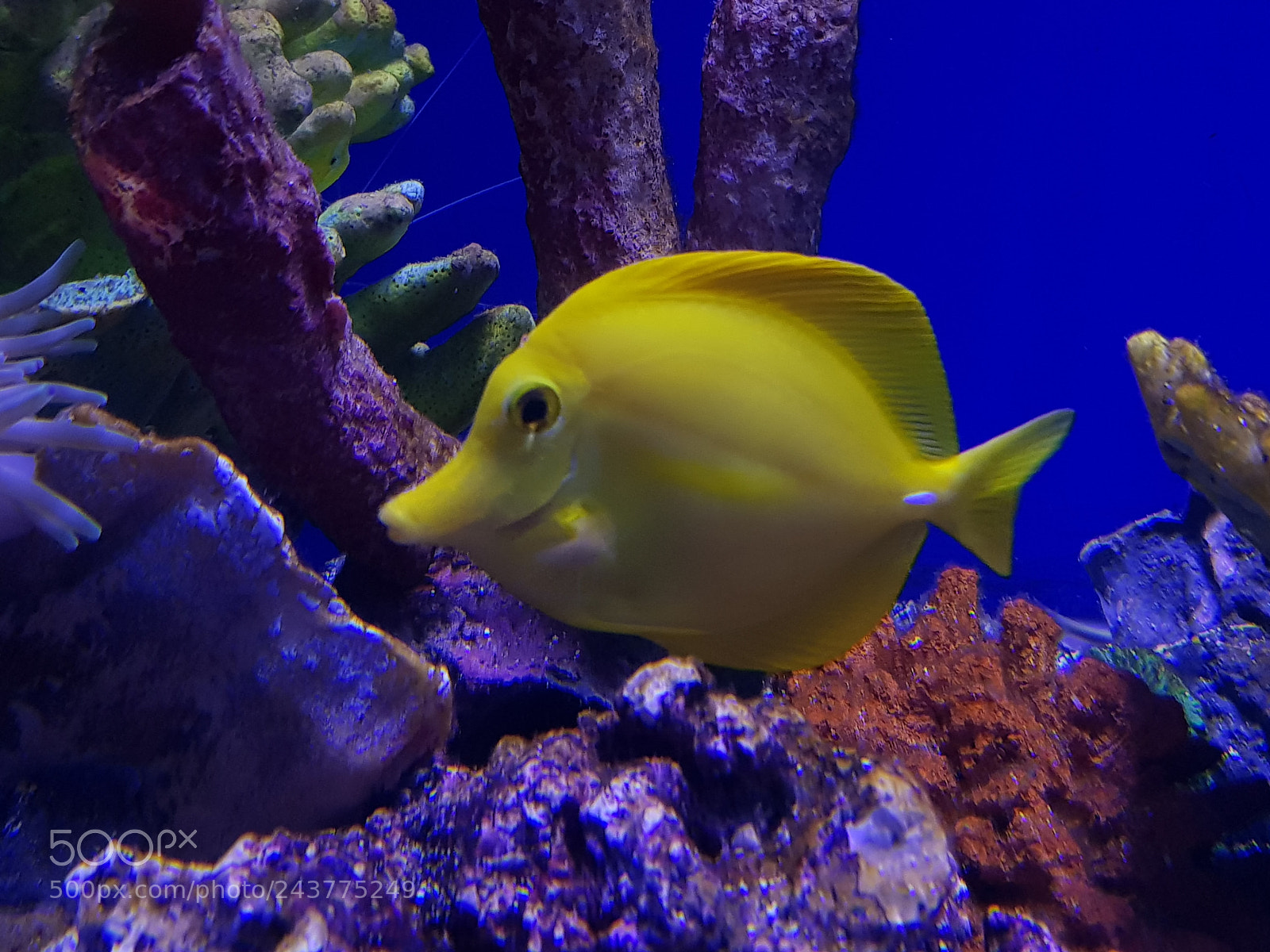 Samsung Galaxy S8+ sample photo. Pez cirujano amarillo photography