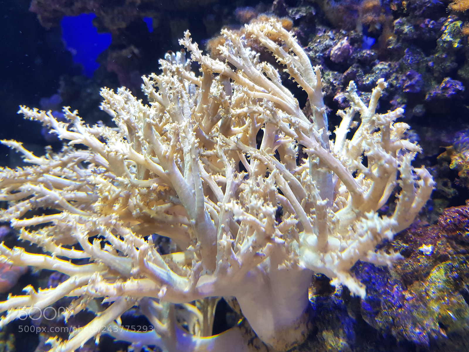 Samsung Galaxy S8+ sample photo. Coral blando en forma photography