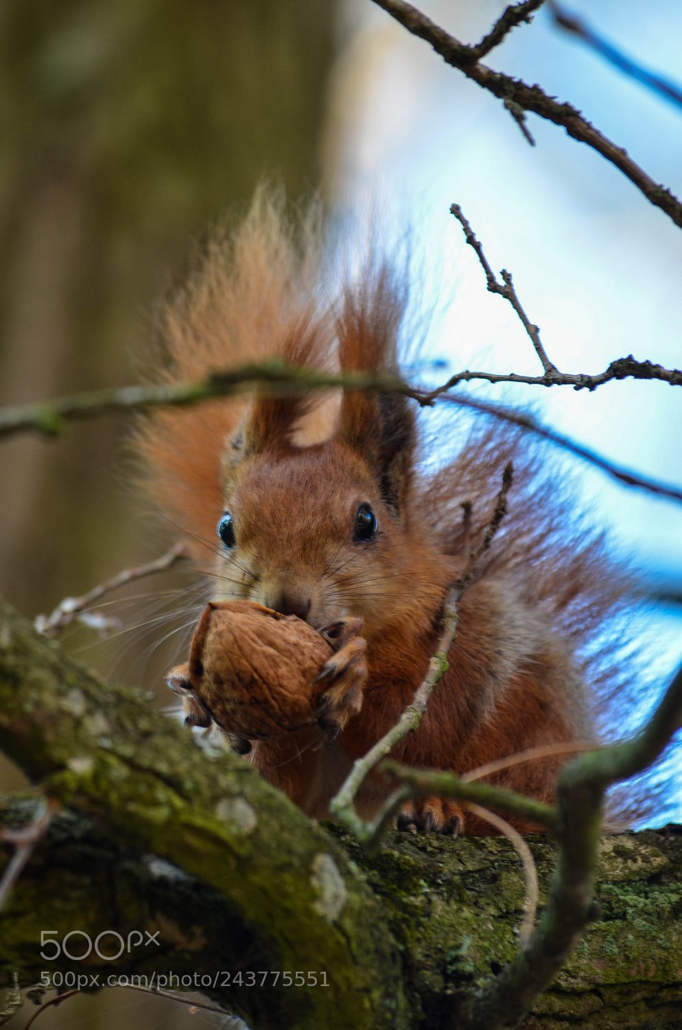 Nikon D5100 sample photo. Nuts hunter photography