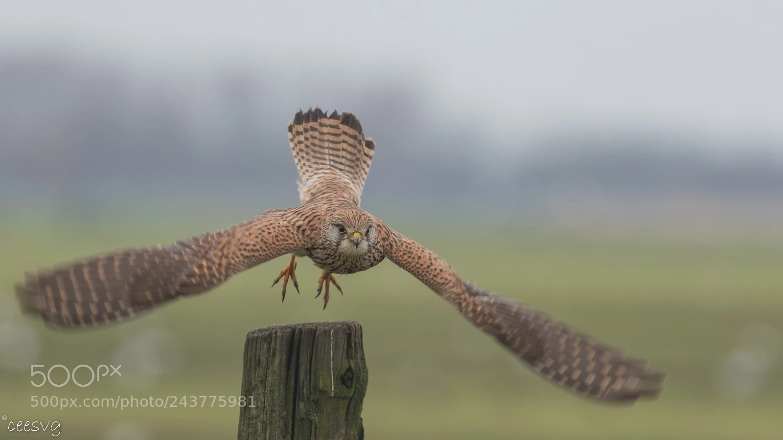 Canon EOS 7D Mark II sample photo. Torenvalk vliegt op photography