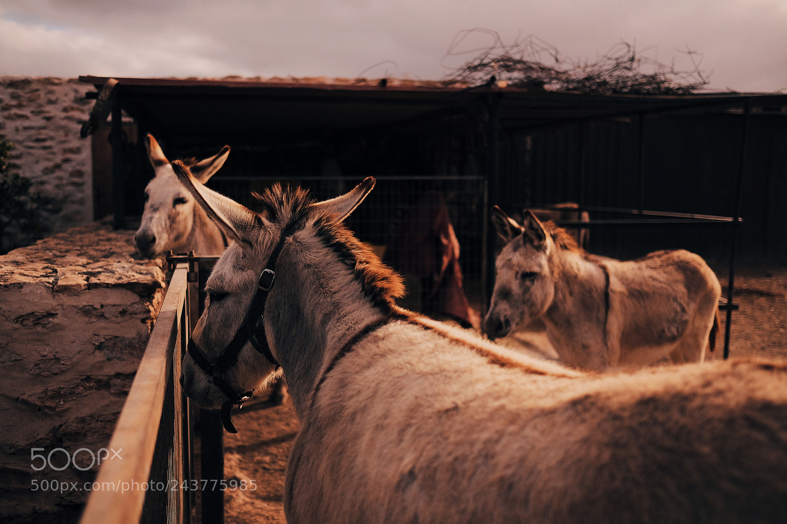 Fujifilm X-T1 sample photo. Untitled photography